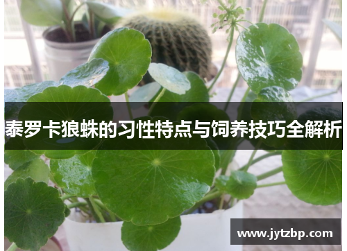 泰罗卡狼蛛的习性特点与饲养技巧全解析